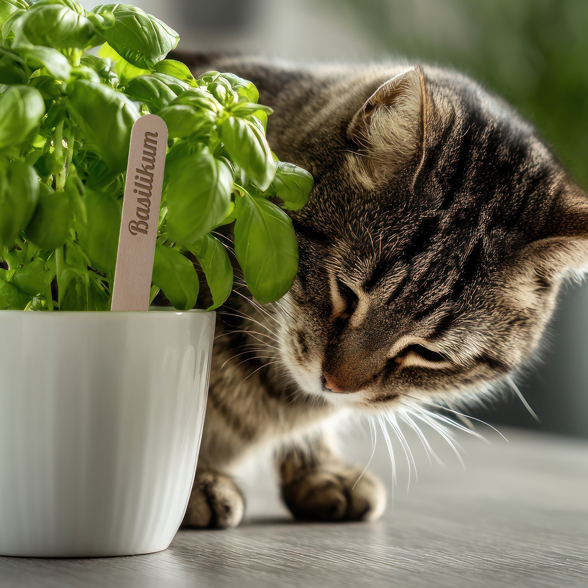 Eisstiele Holz, Pflanzenschilder, Bastelhölzchen mit individueller Gravur (10 Stück) - kinder-druckerei.de